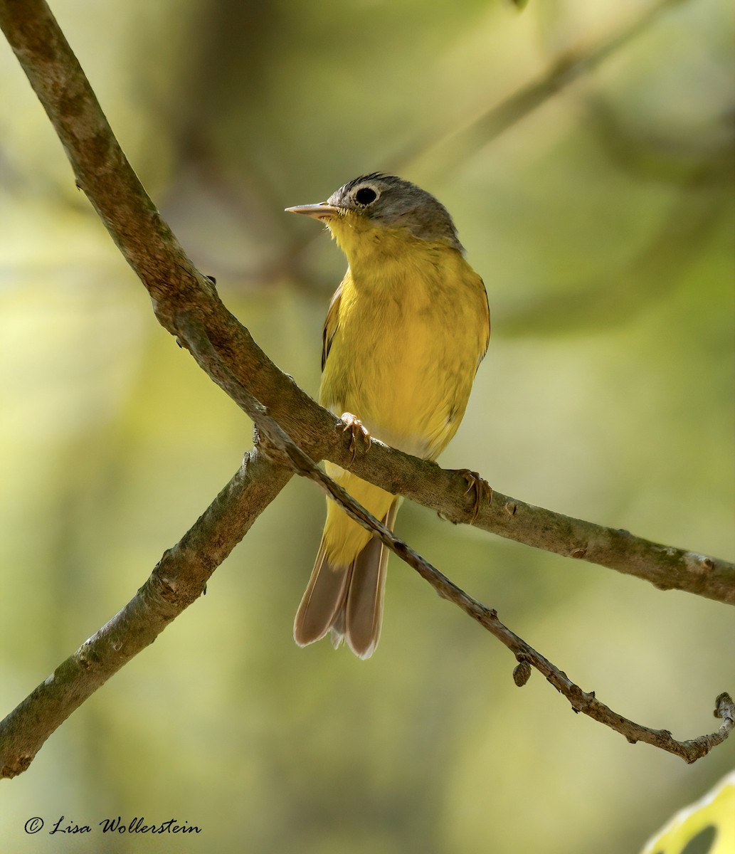 Nashville Warbler - Lisa Wollerstein