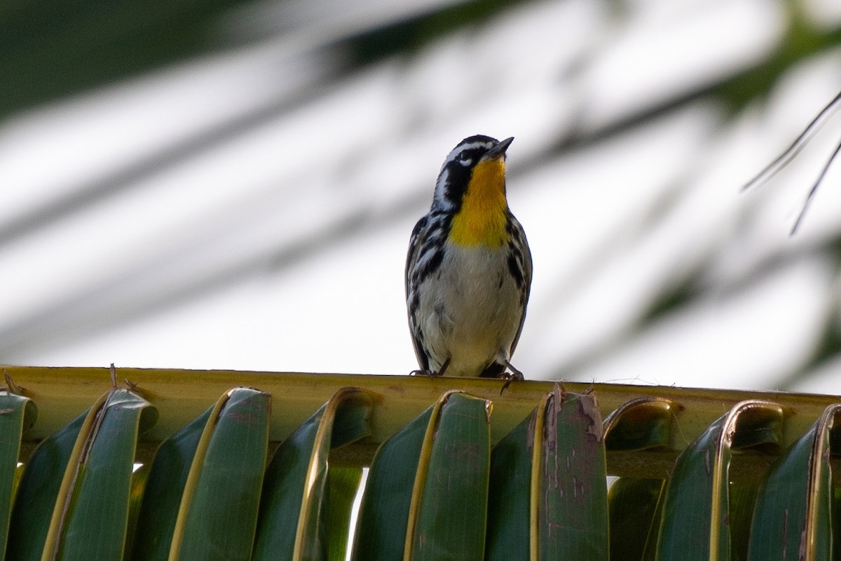 Yellow-throated Warbler - ML618640134