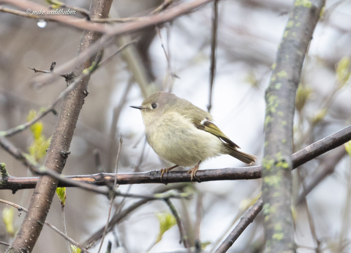 Ruby-crowned Kinglet - ML618640136