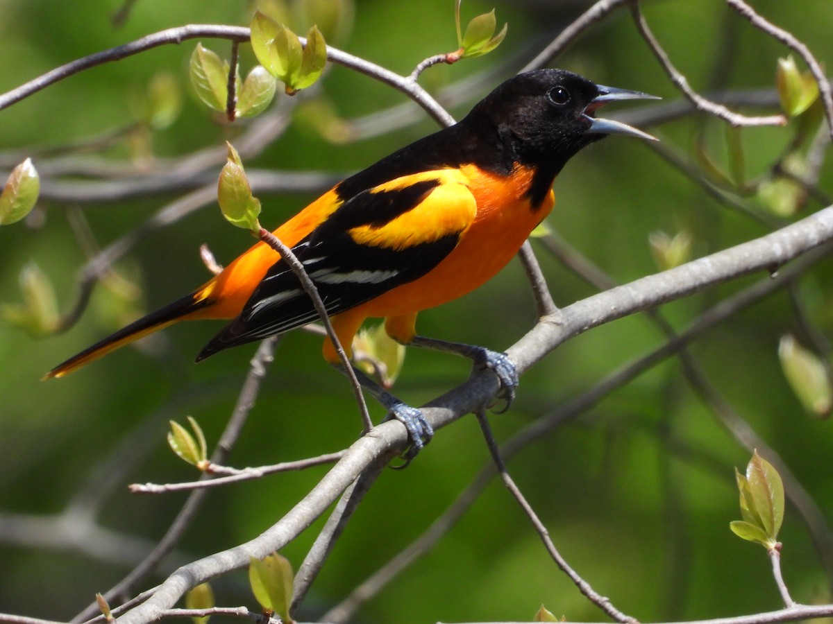 Baltimore Oriole - ML618640160