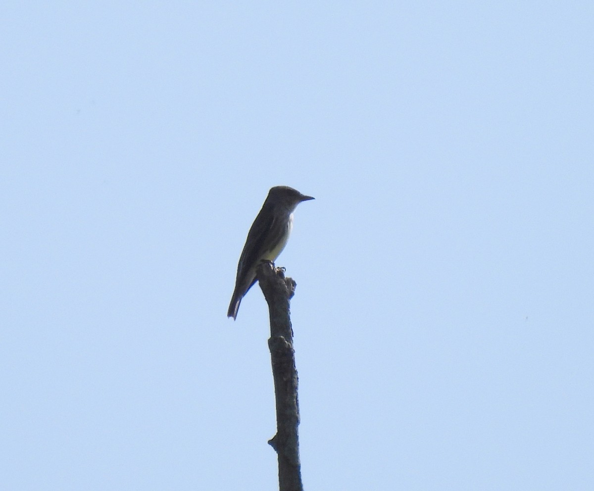 Olive-sided Flycatcher - ML618640182