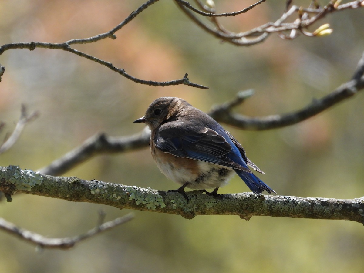 Eastern Bluebird - ML618640192