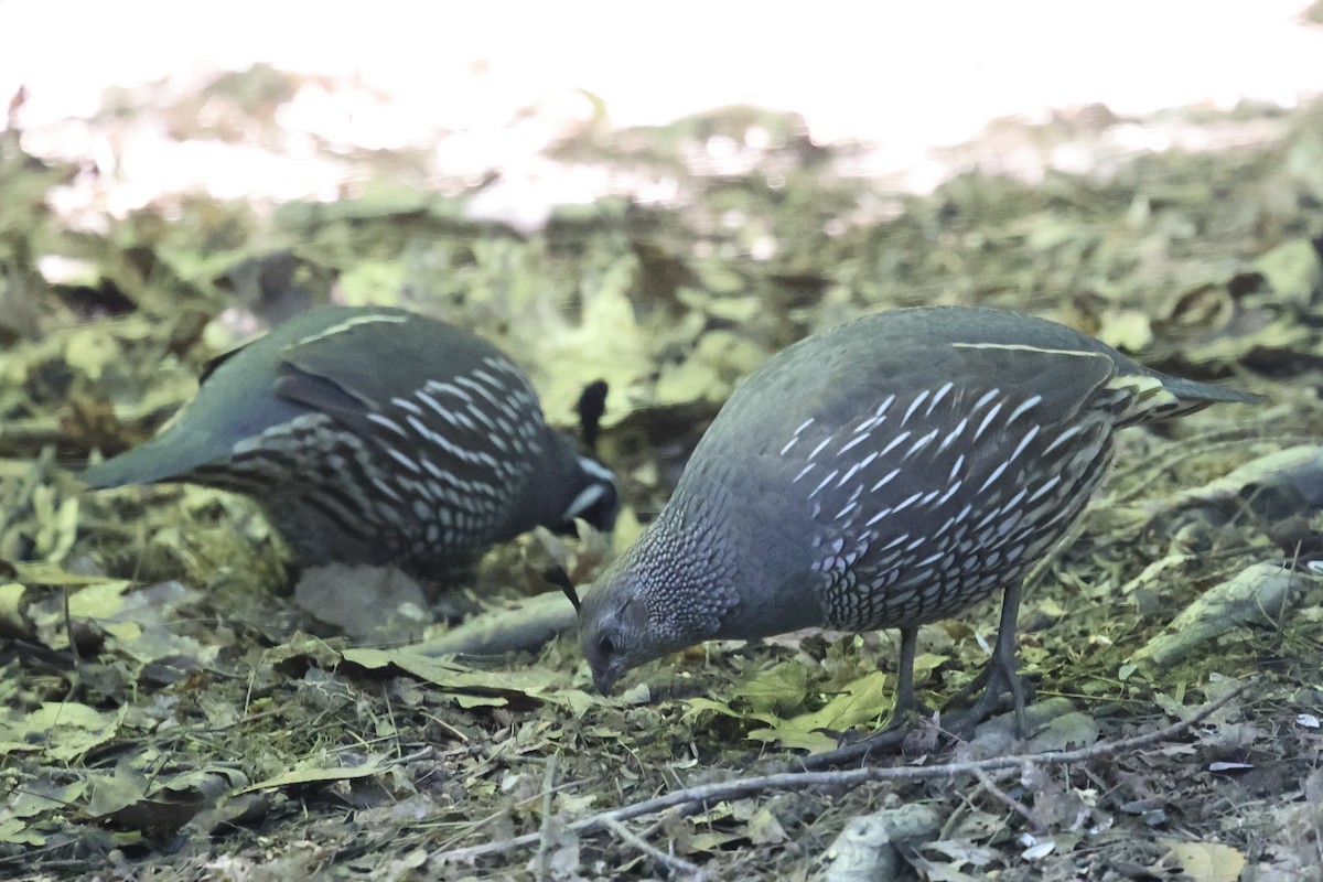 California Quail - Roger Woodruff