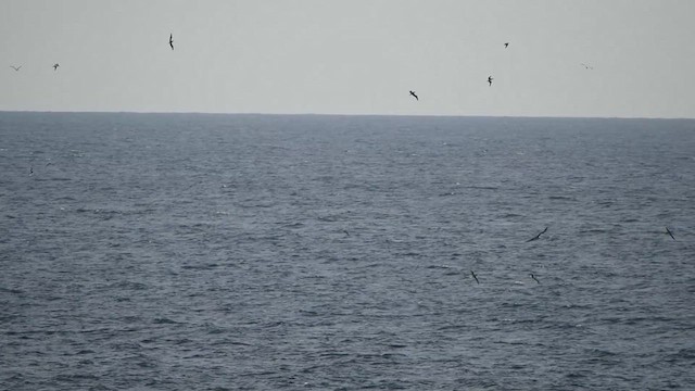 Red-footed Booby - ML618640252