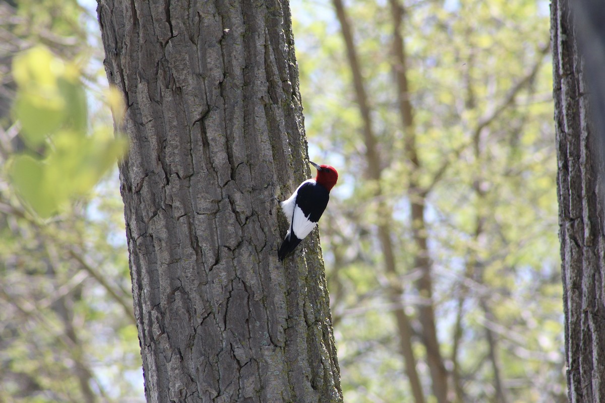 Red-headed Woodpecker - JACOB STASSO
