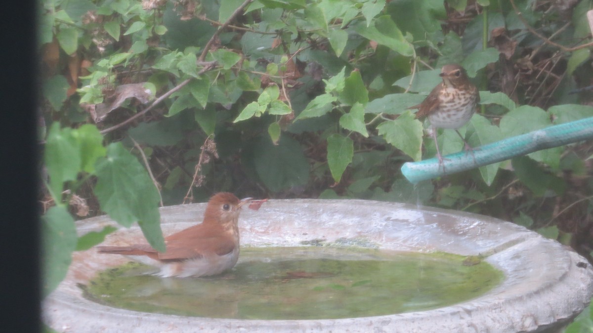 Veery - Pat Heirs