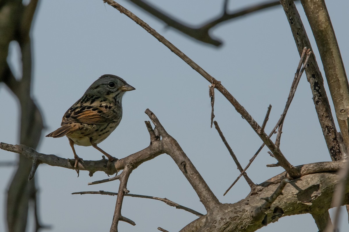 Lincoln's Sparrow - Keith Leonard