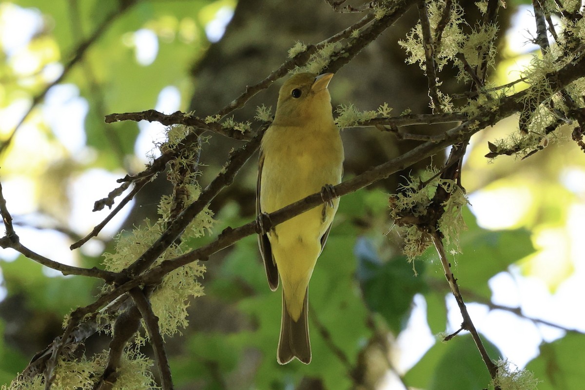 Western Tanager - ML618640325