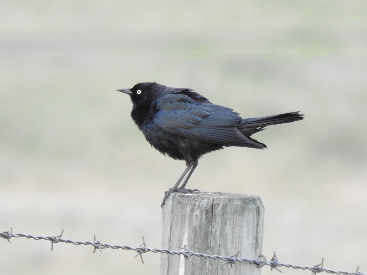 Brewer's Blackbird - ML618640362