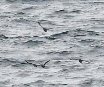 Cassin's Auklet - ML618640398