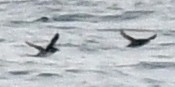 Cassin's Auklet - ML618640399