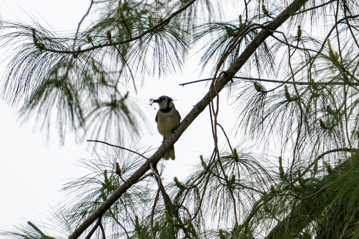 Blue Jay - ML618640411