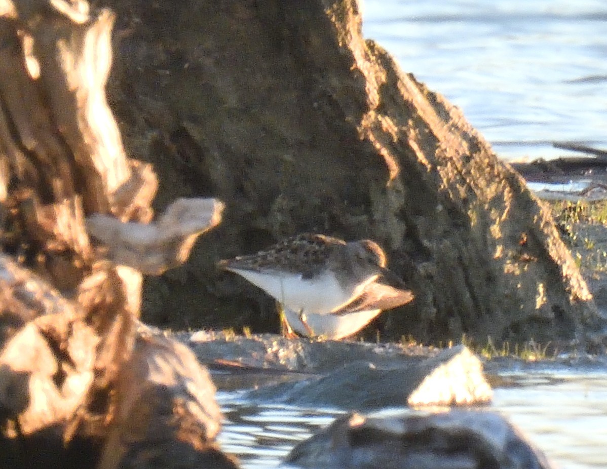 Least Sandpiper - ML618640416