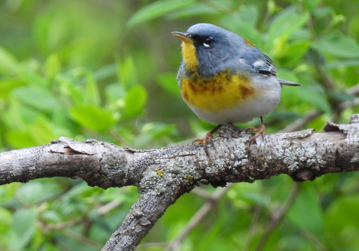 Northern Parula - ML618640447