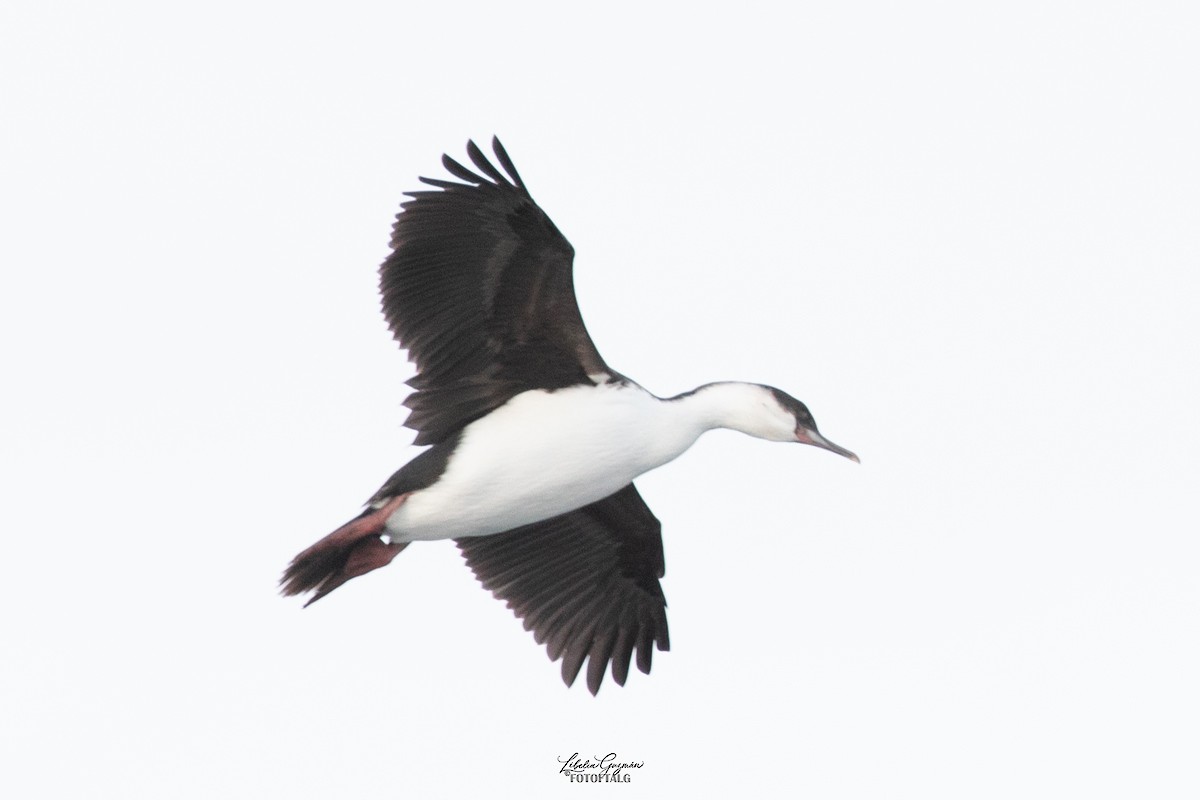 Antarctic Shag - ML618640490