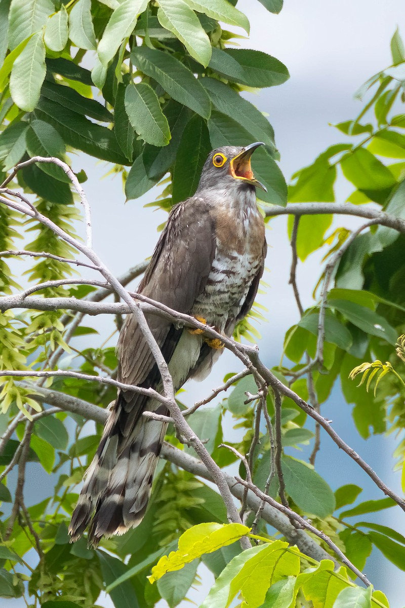 Large Hawk-Cuckoo - ML618640510