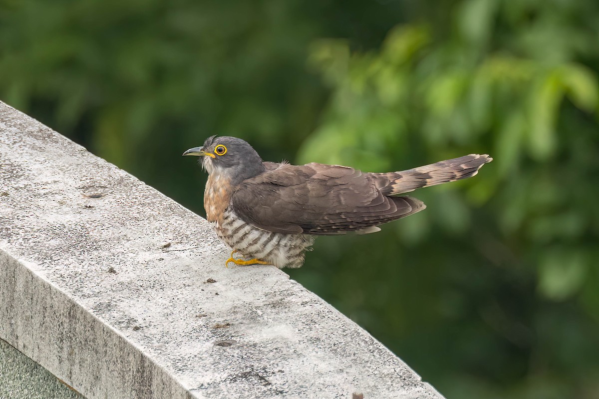 Large Hawk-Cuckoo - Sam N