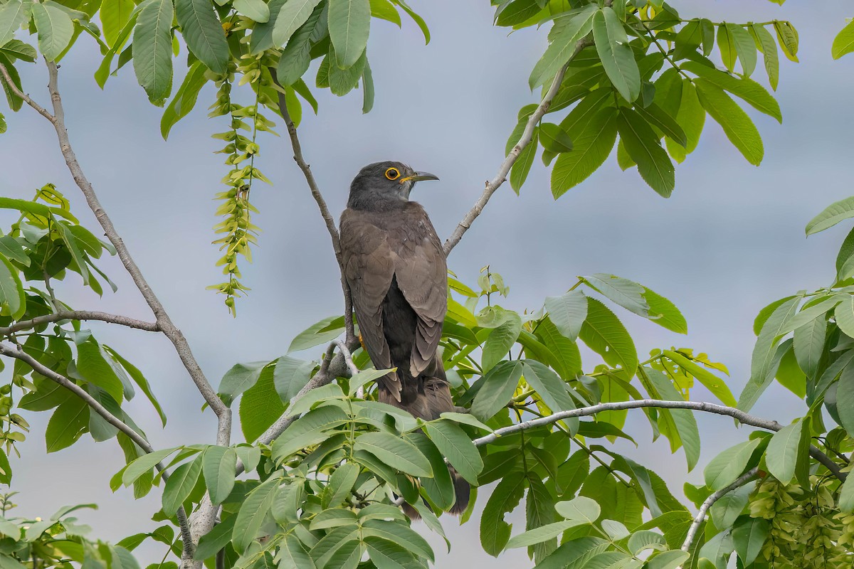 Large Hawk-Cuckoo - ML618640512