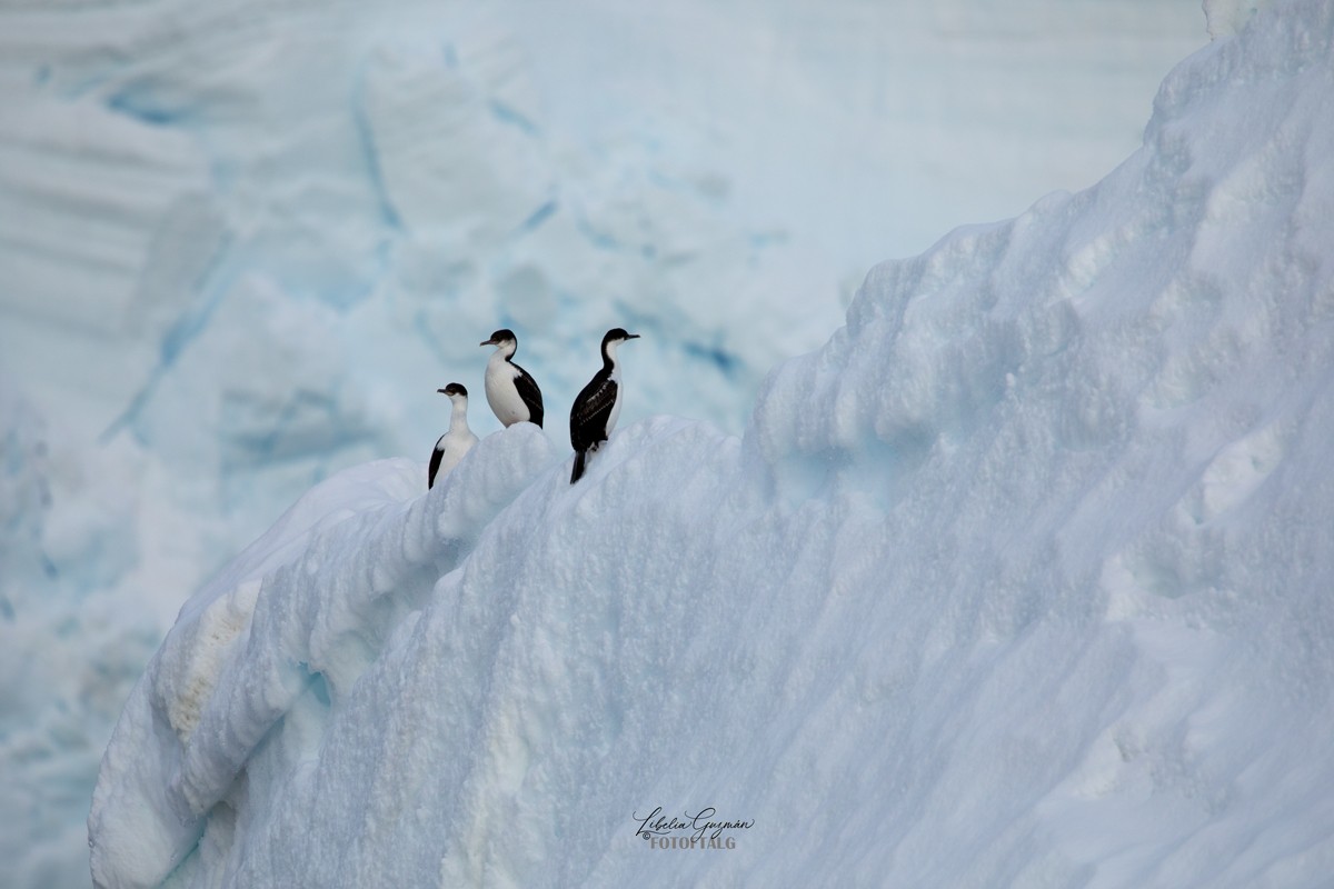 Antarctic Shag - ML618640519