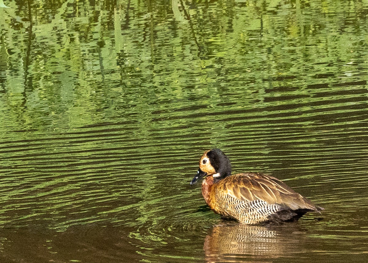 White-faced Whistling-Duck - ML618640524