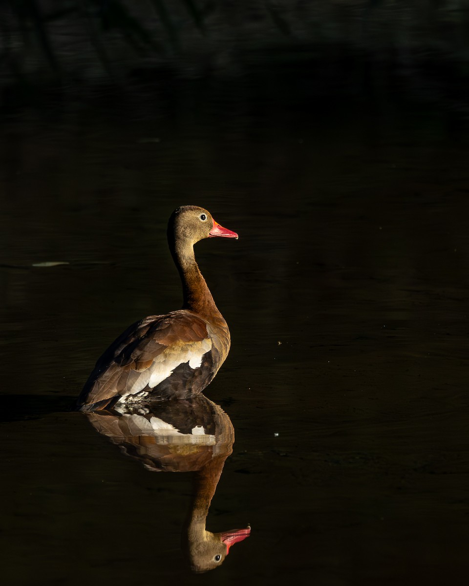 Dendrocygne à ventre noir - ML618640548