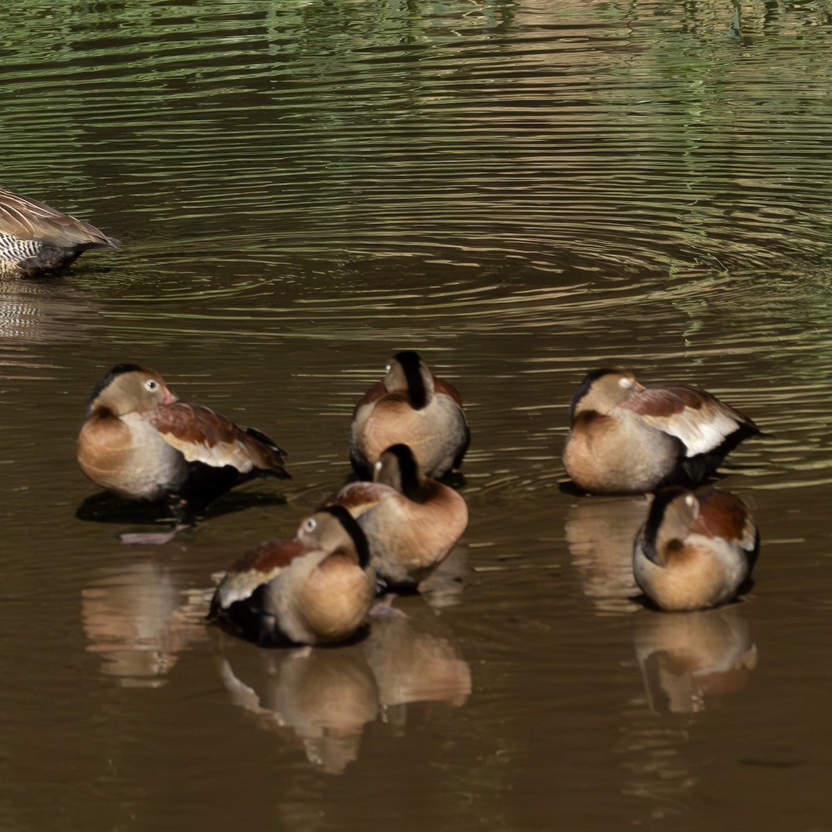 Black-bellied Whistling-Duck - ML618640551