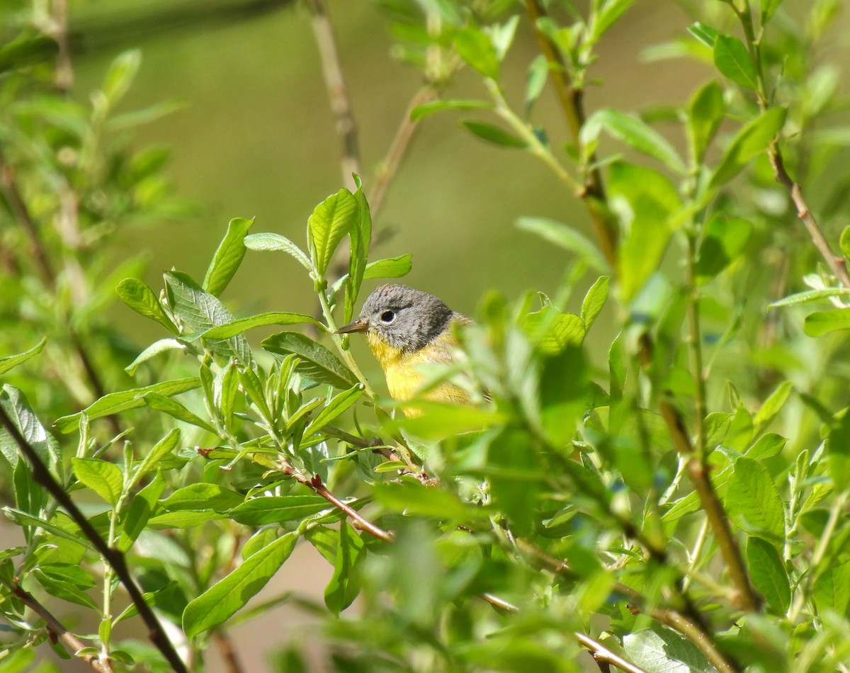 Nashville Warbler - K & K Pritchard