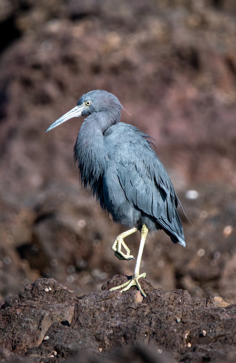 Little Blue Heron - ML618640568