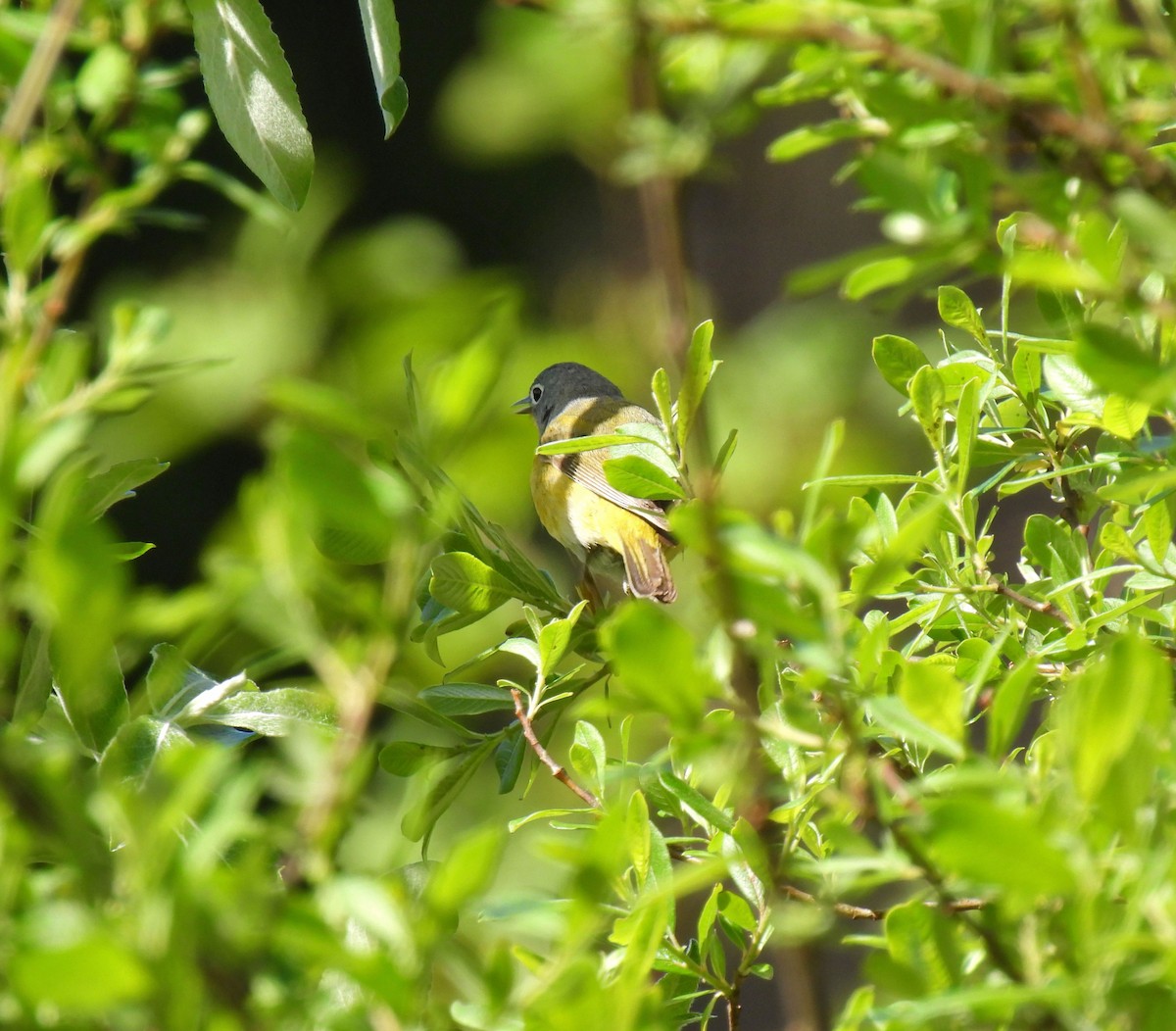 Nashville Warbler - K & K Pritchard