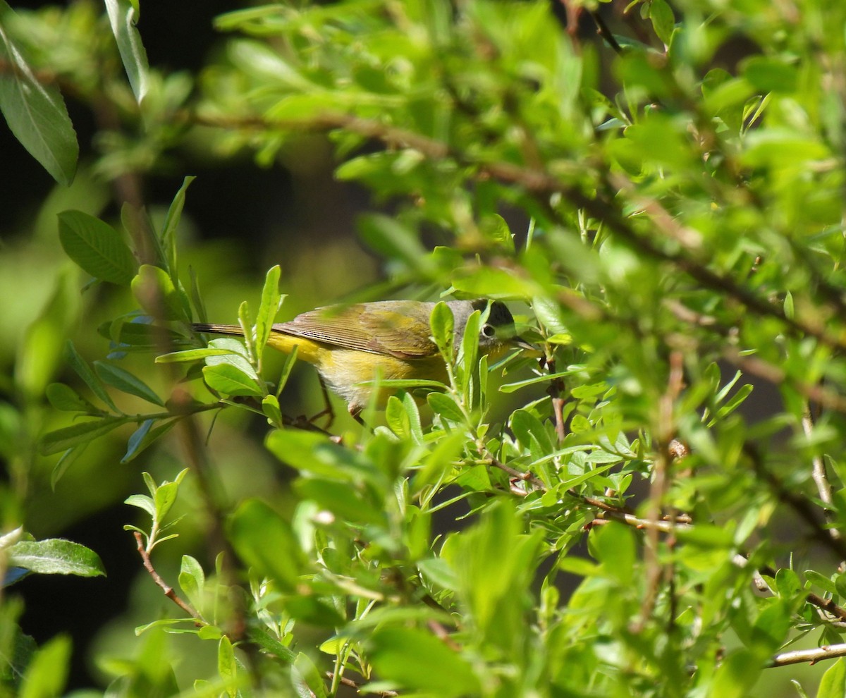 Nashville Warbler - K & K Pritchard