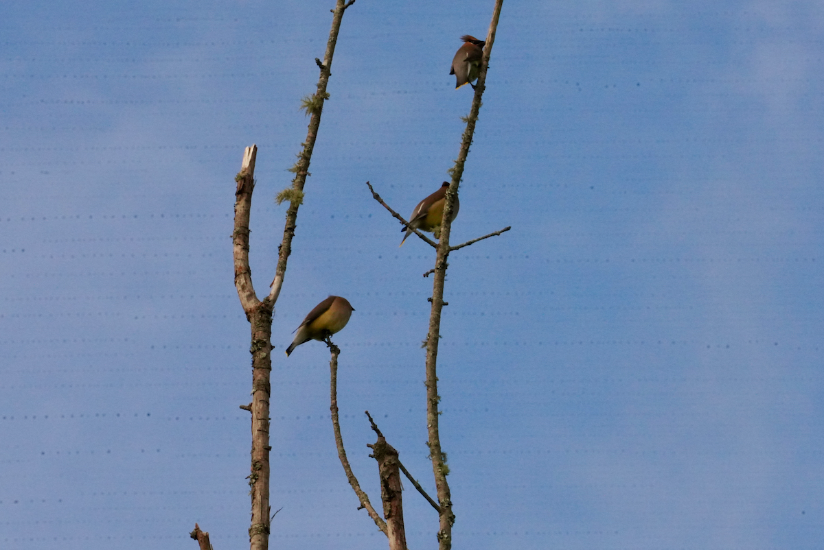 Cedar Waxwing - ML618640612