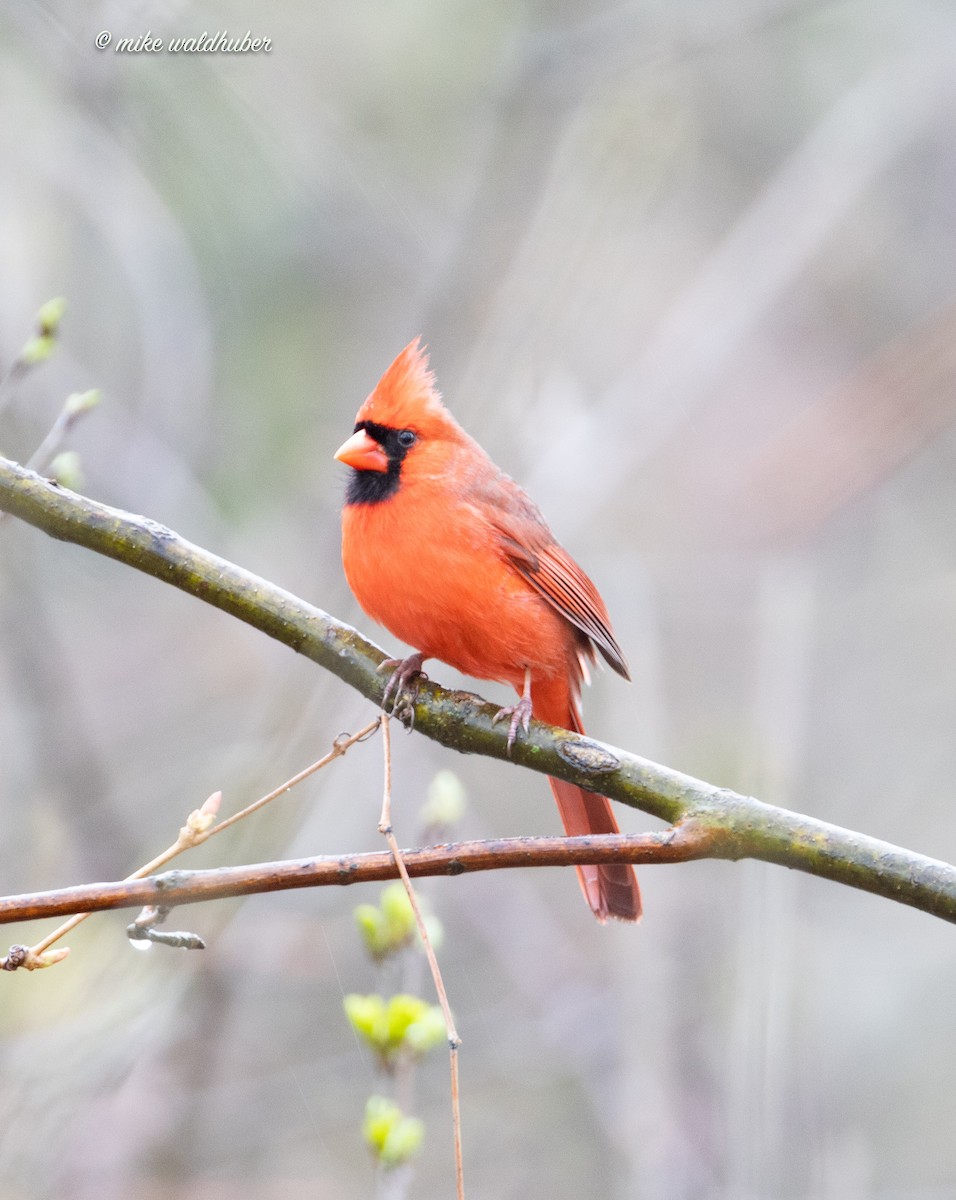 Northern Cardinal - Mike Waldhuber