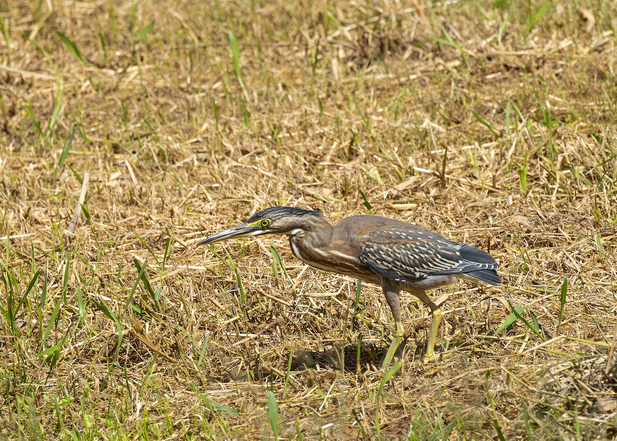 綠簑鷺 - ML618640633