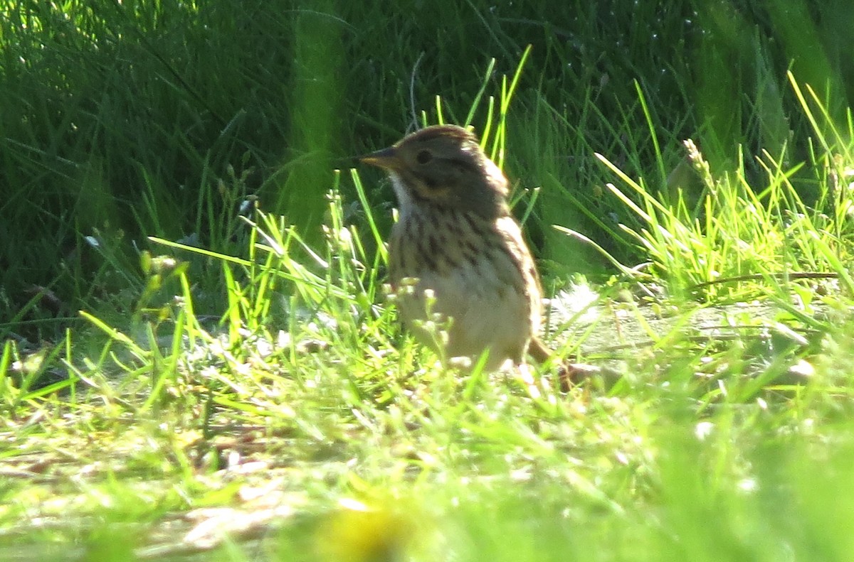 Lincoln's Sparrow - ML618640635