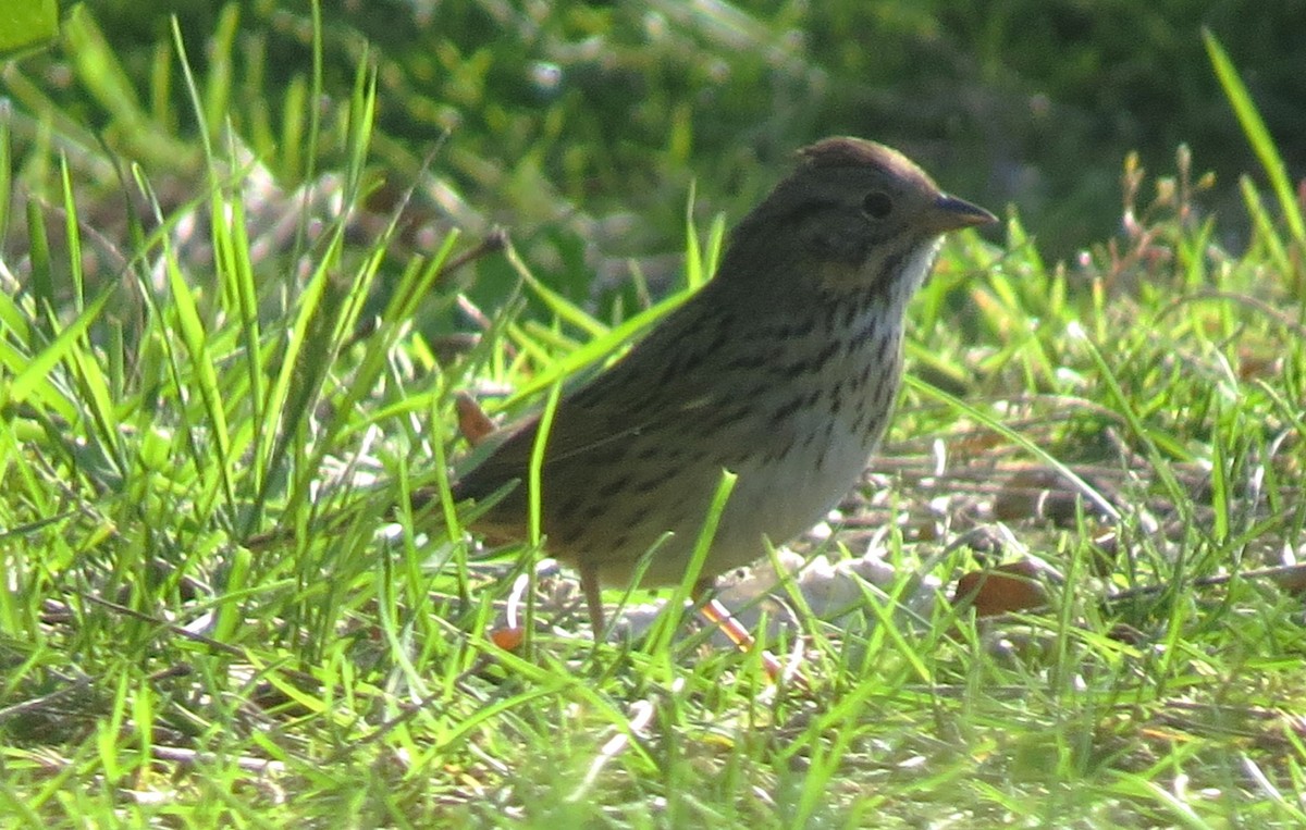 Lincoln's Sparrow - ML618640636