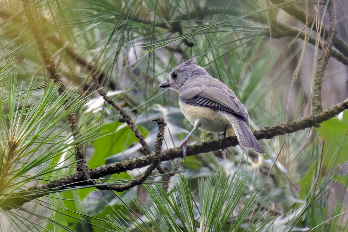 Tufted Titmouse - ML618640638