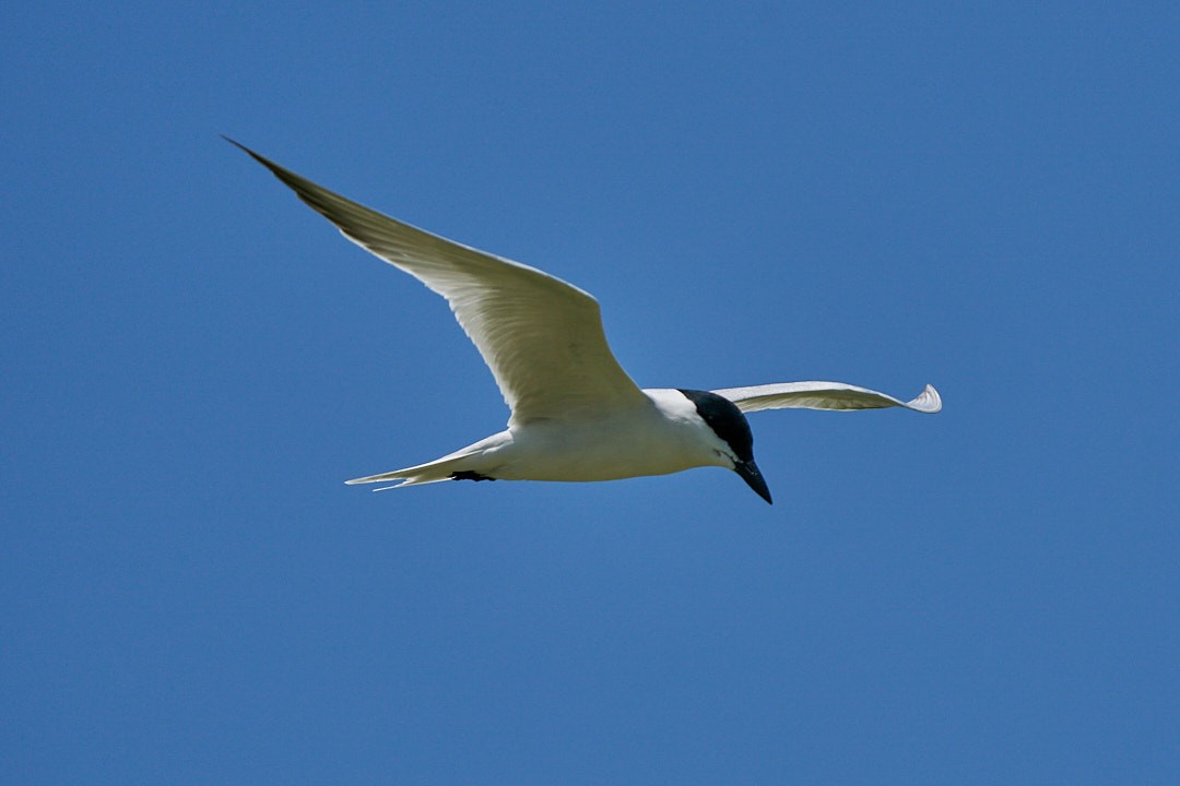 Gull-billed Tern - ML618640640