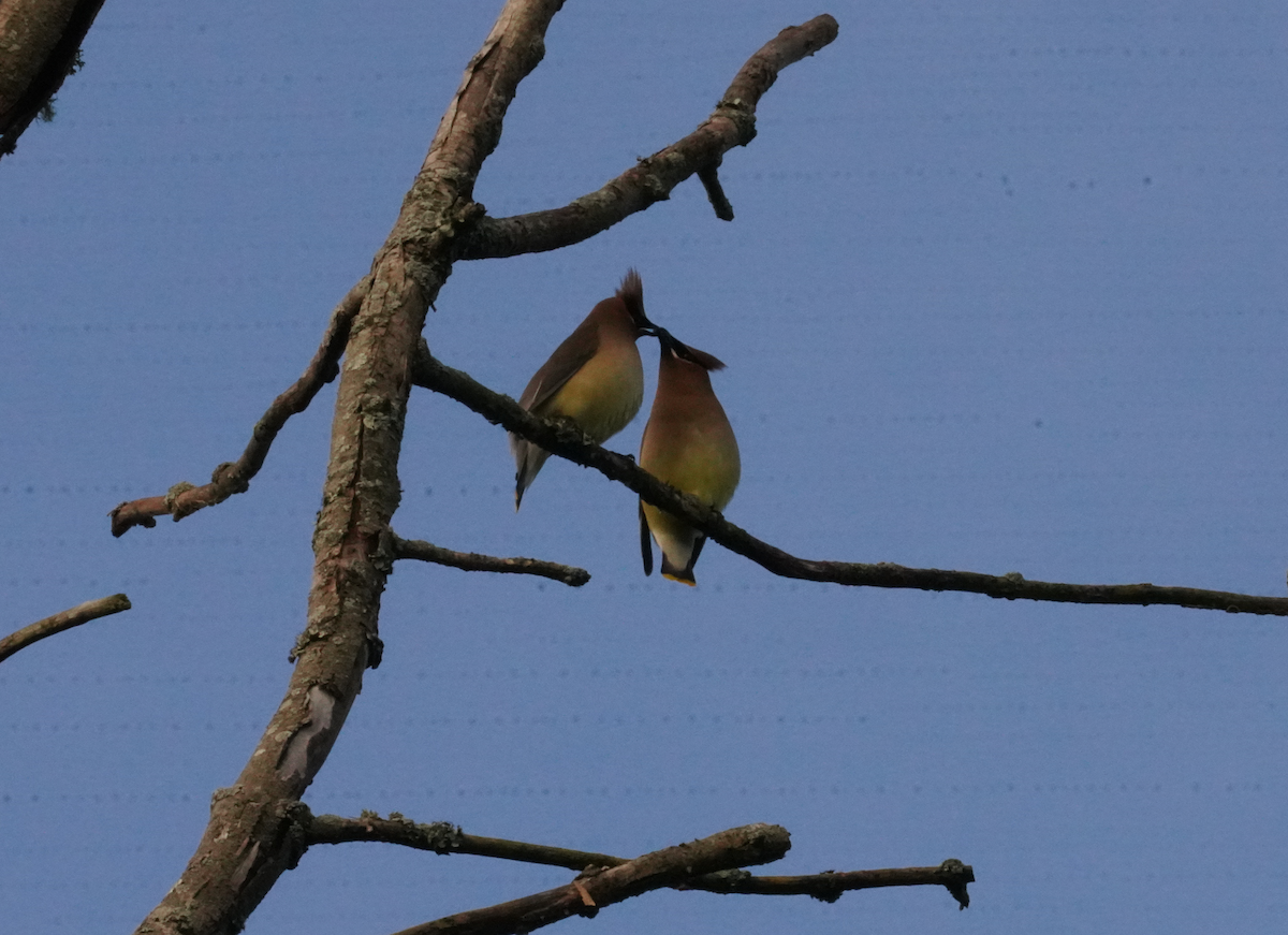 Cedar Waxwing - ML618640646