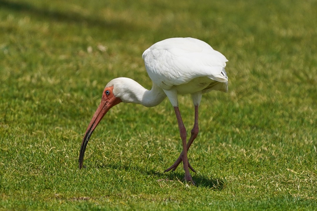 White Ibis - Philip Cumming