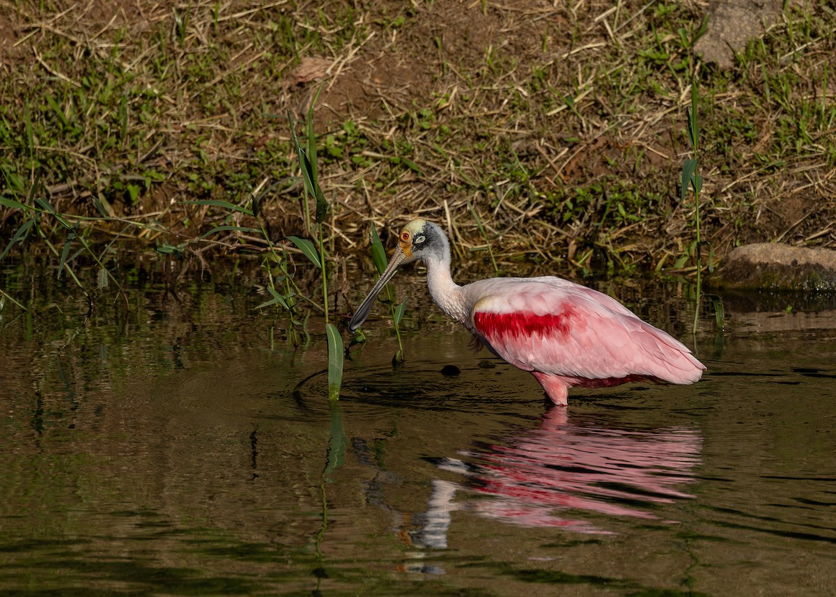 Roseate Spoonbill - ML618640651