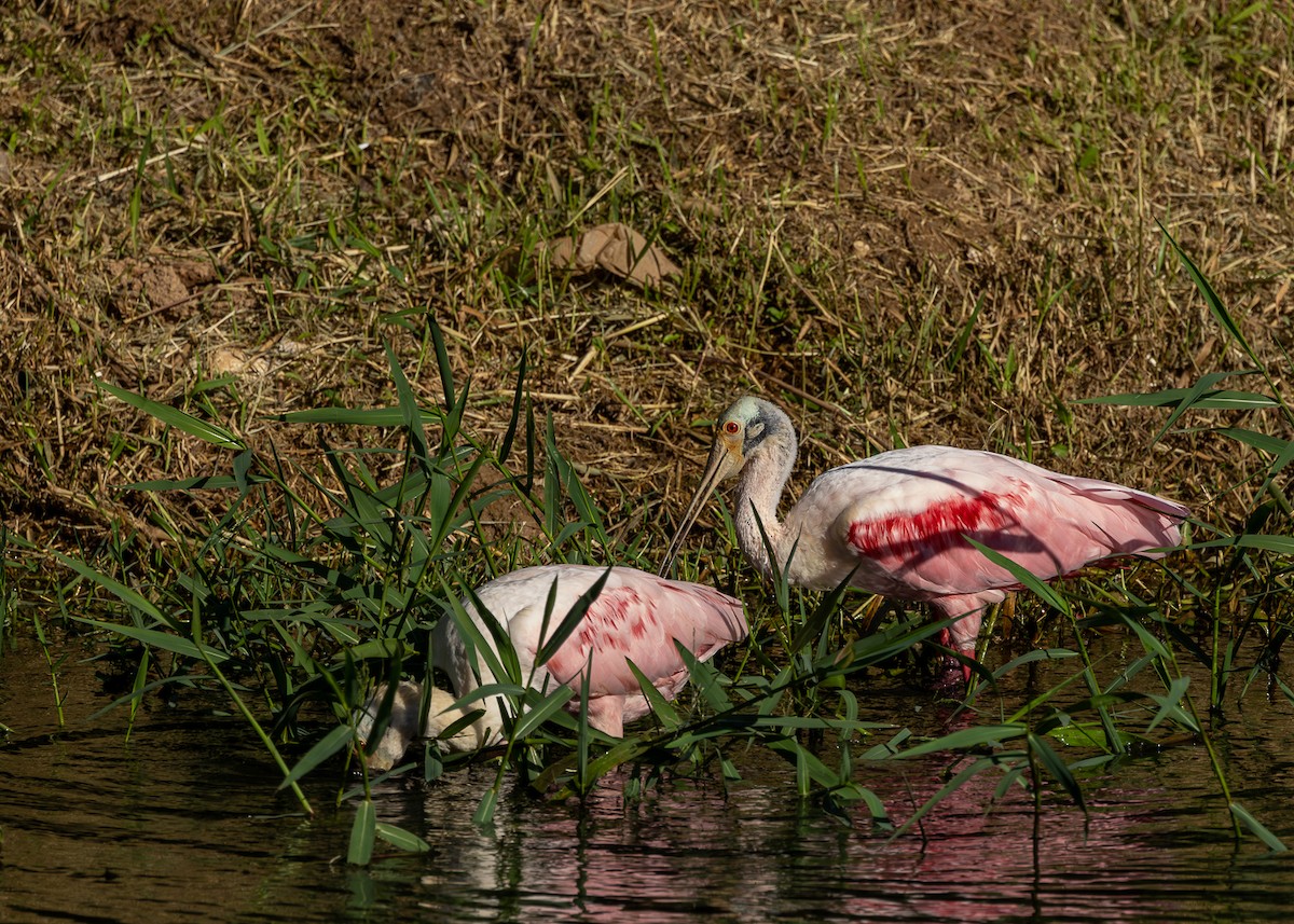 Roseate Spoonbill - Daniel Esser