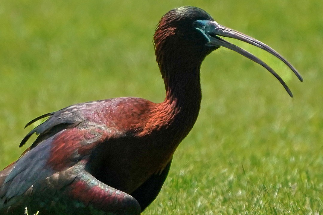 Glossy Ibis - ML618640675