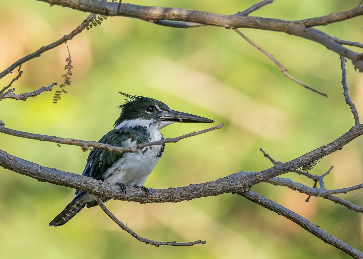 Amazon Kingfisher - ML618640685