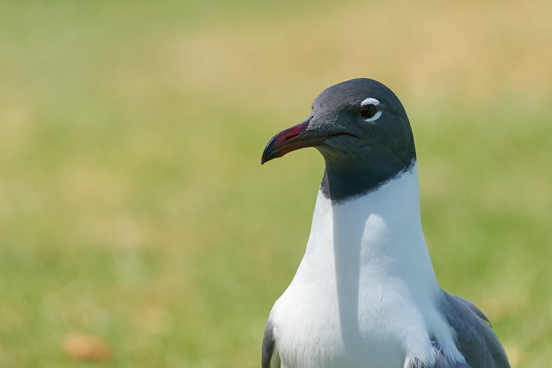 Mouette atricille - ML618640687