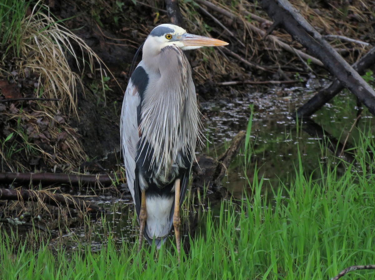 Great Blue Heron - ML618640721