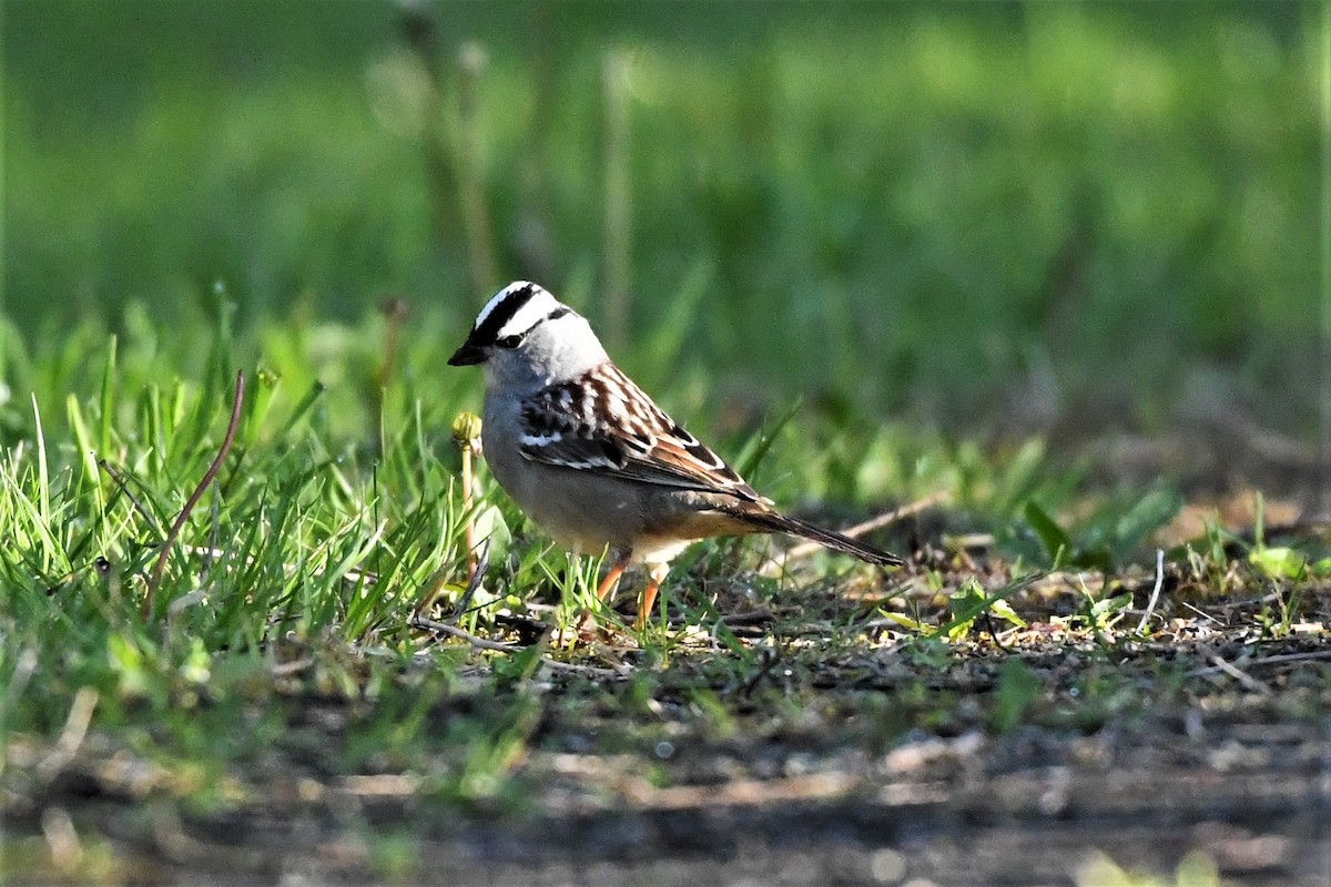 White-crowned Sparrow - ML618640784