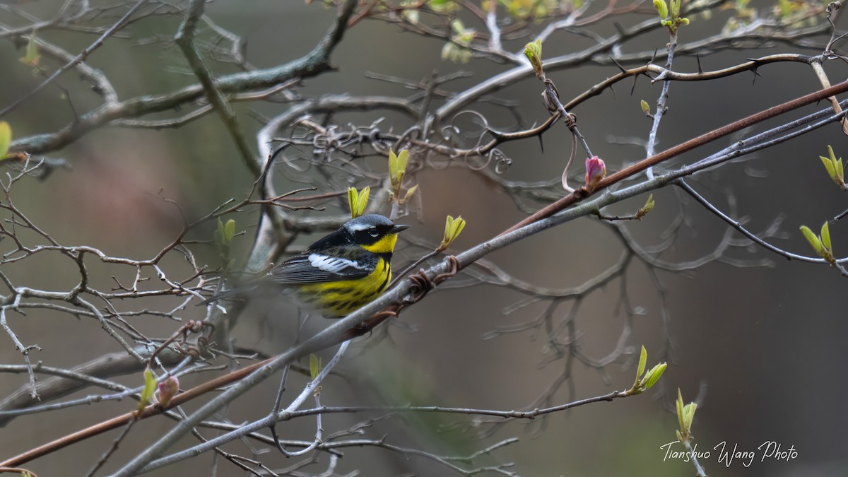 Magnolia Warbler - ML618640786