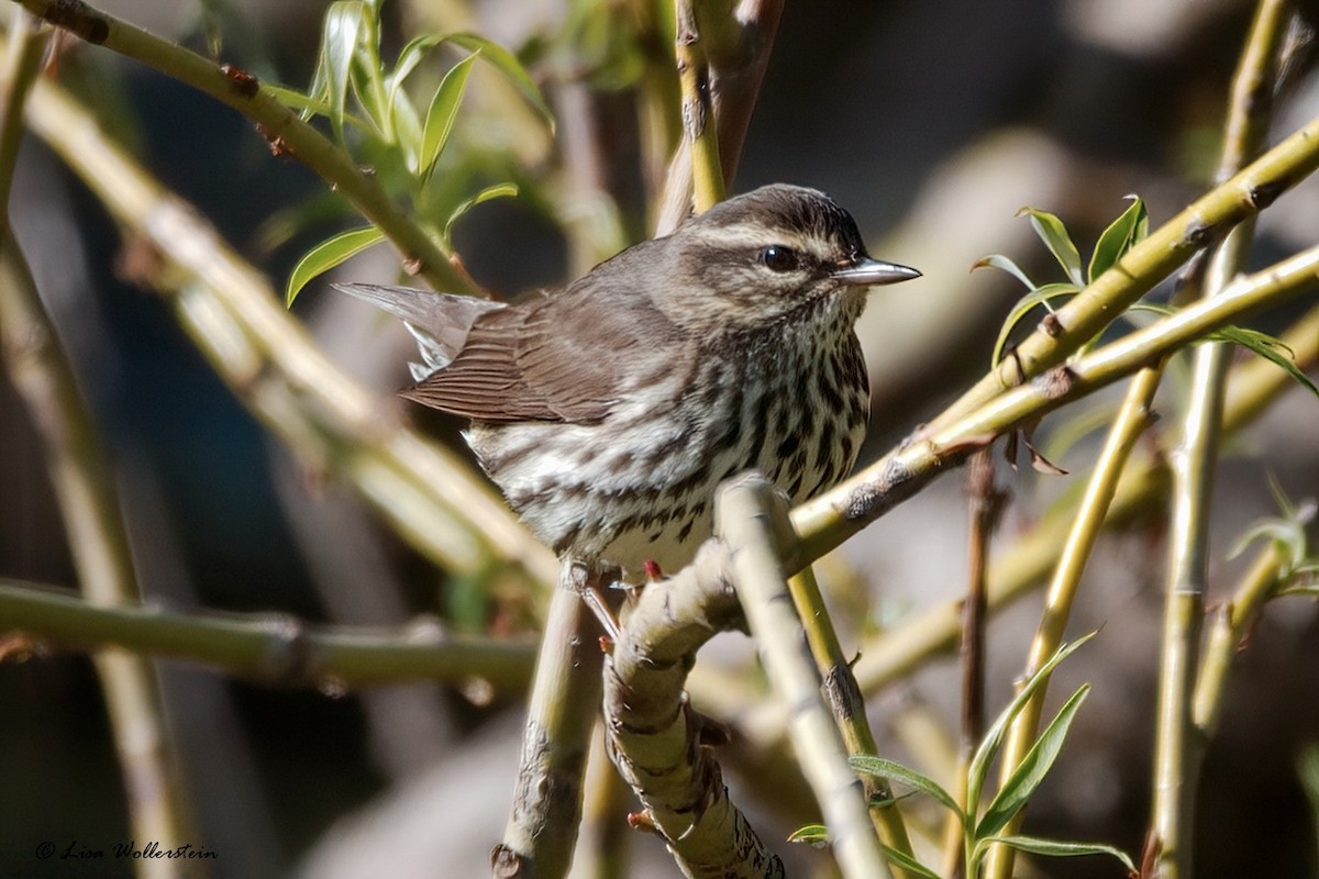 Northern Waterthrush - ML618640787