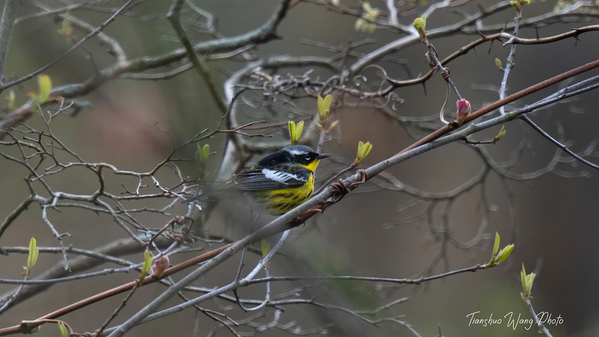 Magnolia Warbler - ML618640788