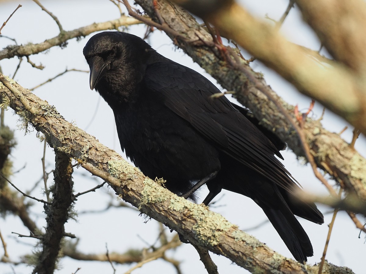 Common Raven - ML618640789